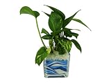 花市場直送便 ポトス(カラーサンド植え) ブロックL ブルー