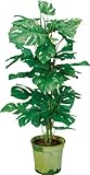 ポピー 観葉植物の造花 スプリットフィロポット 80cm