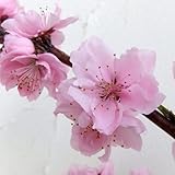 モモ（桃）：しだれ：照手水蜜（テルテスイミツ）4～5号ポット[花も果実も楽しめます][苗木] ノーブランド品