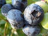 ブルーベリー 苗 デューク ノーザンハイブッシュ系2年生苗 blueberry