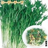 国華園　野菜たね　シーダーテープ　水菜　サラダ京水菜　1袋(15メートル入)【※発送が国華園からの場合のみ正規品です】