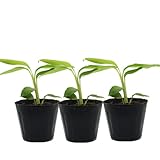 月桃苗 小サイズ（9cmポット）3鉢セット