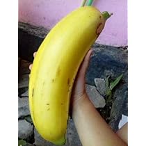 バナナです！ C-2_credit_1200x1200.jpg?v=