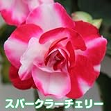 お好きな色を選んでね カリフォルニアローズ フィエスタ　 １株【スパークラーチェリー】
