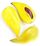 カニステル クダモノタマゴ Pouteria campechiana 25 Seeds タイ庭園 Thai Garden