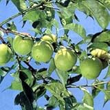 ウメ（梅）：いなずみ（稲積）4号ポット[花粉が多く受粉樹に向く中果種・寒冷地向][苗木] ノーブランド品