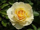 バラ苗 和音 (わおん) 大苗 木立バラ 【京成バラ】 四季咲き 黄色 薔薇 バラ苗木