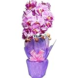 光触媒 殺菌 消臭 造花 玄関 人工 観葉植物 光の力で消臭・殺菌！胡蝶蘭 ピンク