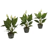 Home Garden Decor Spathyfillum w/Cement Planter (Set of 3)