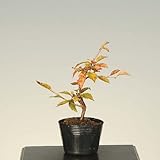 苗：富士桜（あかね）