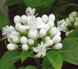 白花　常山常盤紫陽花（ジョウザントキワアジサイ）：紫陽花