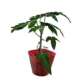 パパイヤ苗 　レッドレディーポット苗