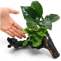 puipui　国産ウィローモス1,000g 51cTLfogvxL._UF350,350_QL50_.jpg