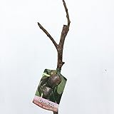 イチジク 苗木 ロードス 15cmポット苗 いちじく 苗 無花果