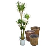 コンシンネ・マジナータ 10号【バスケット(鉢カバー) 付き】 バスケット02