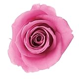 PｒｉMａｖｅｒａ プリザーブドフラワー ベベ (20輪入り) ハッピーピンク PR000863-031