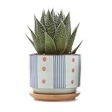 T4U 7.5CM 陶器鉢 和風シリーズNo.5 四季紅 多肉植物 サボテン鉢 フラワーポット プランター容器 バンブートレイ付き