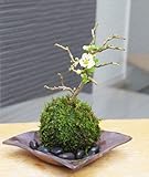 年に数回可憐な花が楽しめます。名前も縁起がいいでしょ？【白長寿梅（しろちょうじゅばい）の苔玉・焼締茶器セット】 (黒石)