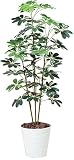 tree-c/ 造花 光触媒 観葉植物 カポック 斑入り 150cm