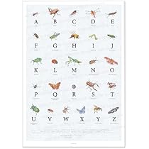 「アルファベット表」 【フレームサイズ 32×26cm】 Amazon.co.jp: チアフル舎【標本の昆虫ポスター】 (A3サイズ