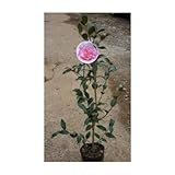 マリーホープテーラー (西洋椿ツバキ) 5号ポット 直径13センチの巨大な椿の花