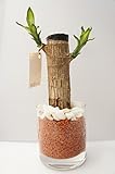 【お手入れ簡単、無菌・無臭の園芸用土セラミス使用】　ハイドロカルチャー　観葉植物 幸福の木　サークル80