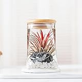 Tillandsia 室内植物 永生花インテリアとギフト樹脂 工芸品 優雅な生活ガラス 幾何植物ガラス容器