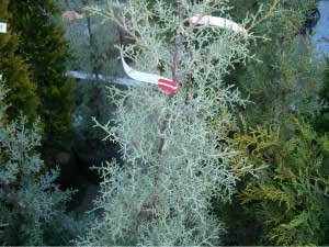 コニファー ブルーアイス スリット鉢植え 庭木 生垣 目隠し 植木 Amazon