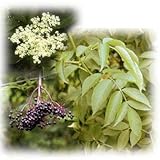 エルダーフラワー（西洋ニワトコ）：オーレア（黄金葉）3～3.5号ポット[英国生まれの万能ハーブ！] ノーブランド品