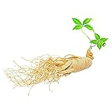 Panax Ginsengの種子植物の種子ハーブの種子のホットセール健康な50pcs /バッグ生活盆栽