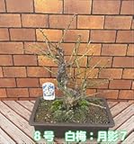 花芽いっぱい、寒梅　8号鉢(20×29cm) 白梅：月影