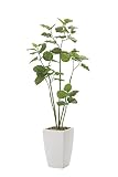 光触媒観葉植物 ア－バンブランチウンベラ－タ1.9 フロアタイプ ハイサイズ