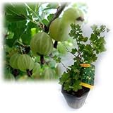 [Amazon限定]グーズベリー（すぐり）4?5号ポット 2株セット