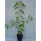 クスノキ 樹高0.3m前後 10.5cmポット くすのき 楠 楠の木 苗木 植木 苗 庭木 生け垣