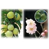 梅2種セット：南高（なんこう）と花香実（はなかみ）[受粉セット][苗木] ノーブランド品