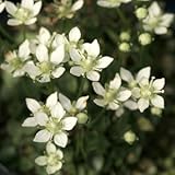 屋久島ウメバチソウ