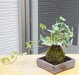 苔玉の入門版、丈夫で育てやすい【アイビーの苔玉・焼締角器・敷石セット】 (敷石の色（黒石）)