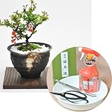 かわいいミニ長寿梅の盆栽とはじめて道具セット