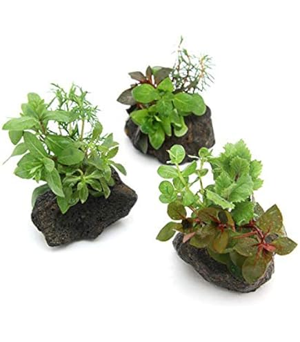 水草⭐︎様 リクエスト 4点 まとめ商品 Amazon.co.jp: （水草）おまかせ水草詰め合わせパック 4種（計