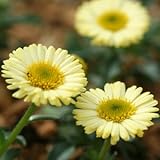 [ 黄花アズマギク ] カナリーバード