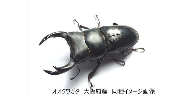 Amazon オオクワガタ 大阪府産 60mmup 単品 生体 プロスパー 昆虫 通販 Amazon オオクワガタ 大阪府産 60mmup 単品 生体 プロスパー 昆虫 通販