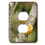3dRose lsp_94524_6 Baltimore Oriole Bird, Coastal Texas - Us44 Mpr0066 - Maresa Pryor - 2 Plug Outle