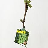 ぶどう 苗木 ヒムロット 12cmポット苗 ブドウ 苗 葡萄