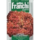 [ 西洋野菜 種 ] レタス リッチア ロロ ロッサ