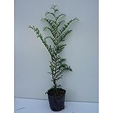 【ノーブランド品】 ヒノキ 樹高0.5m前後 10.5cmポット /