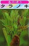 春の主役! タラの芽(とげなし)3.5号ポット苗 【天ぷら最高】 【野菜苗】