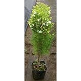 コノテヒバ苗 3.5号ポット