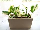 ポトス・エンジョイ / ホワイトワイドポット / Pothos N'joy / White Wide Pot / イテリア観葉植物 / ハイドロカルチャーアレンジ