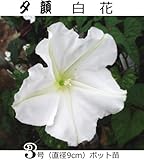 夕顔 白花 9cmポット苗 ５ポットセット