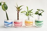 【お得な四個セット!!!!　土を使っていないから臭いや虫の心配もなく衛生的でお部屋のインテリアにぴったりです。】　観葉植物　ハイドロカルチャー　ミニグラス（小）　アクアサンド青・赤・黄・緑　4個セット